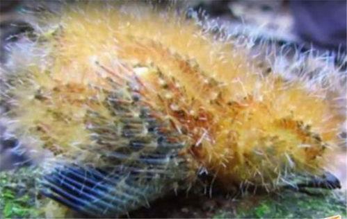 娱乐吃瓜酱毛毛虫,揭秘娱乐圈那些不为人知的幕后故事